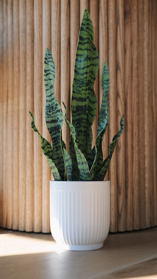 Artificial Snake Plant