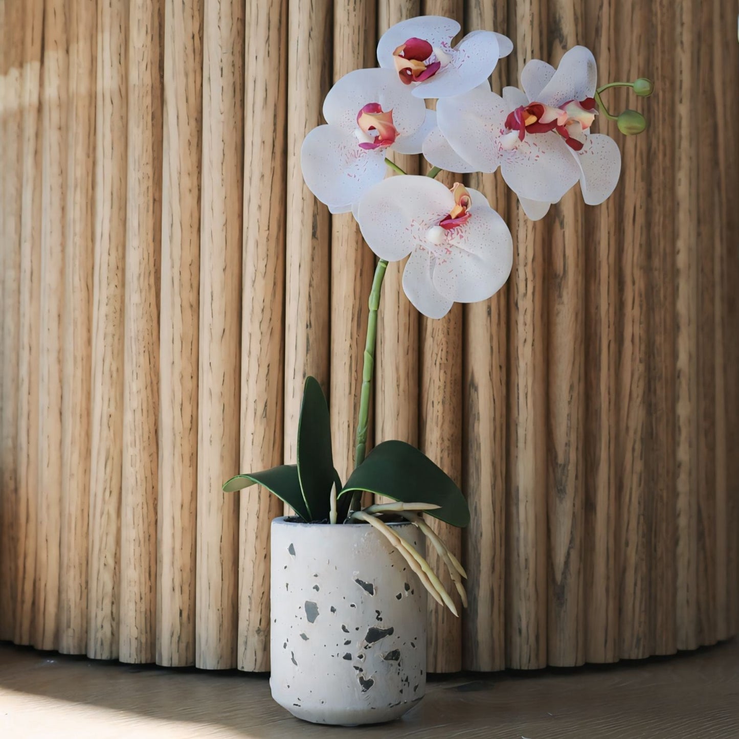 Assorted Orchid Planter